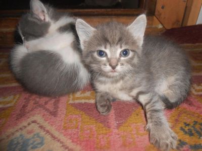 Лот: 11259460. Фото: 1. Котята - рыжий мальчик и дымчатая... Кошки, котята