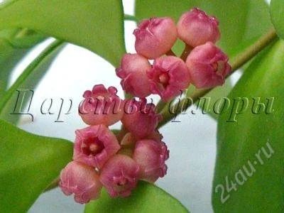 Лот: 1628223. Фото: 1. Хойя хойшкеля - Hoya heuschkeliana... Горшечные растения и комнатные цветы