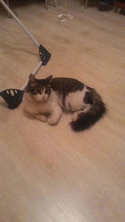Лот: 8449792. Фото: 1. Классный котейка ищет постоянный... Кошки, котята