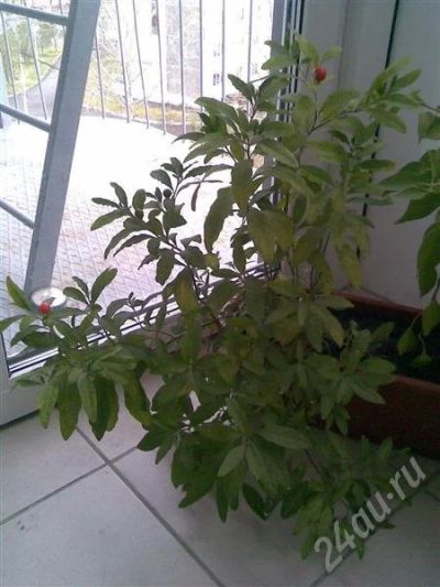 Лот: 560047. Фото: 1. паслен 1. Горшечные растения и комнатные цветы
