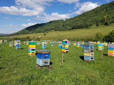 Лот: 19845879. Фото: 1. Мед Алтайский гречишный банки... Мёд, продукты пчеловодства