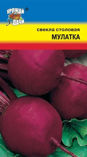 Лот: 11008518. Фото: 1. Семена свеклы "Мулатка" - очень... Овощи
