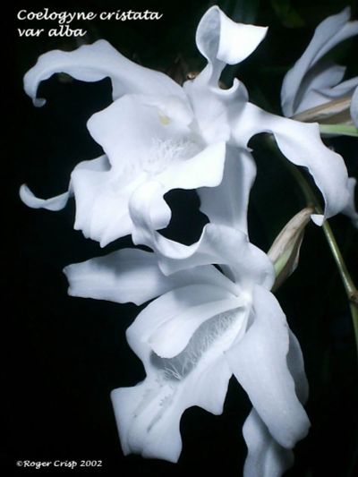 Лот: 11713727. Фото: 1. Орхидея Сoelogyne cristata Hololeuca. Горшечные растения и комнатные цветы