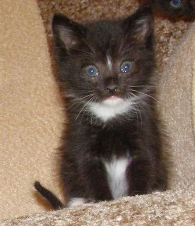 Лот: 502611. Фото: 1. Чудесный котенок ищет хозяев!. Остальные животные