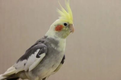 Лот: 6157703. Фото: 1. попугай нимфа корелла. Птицы