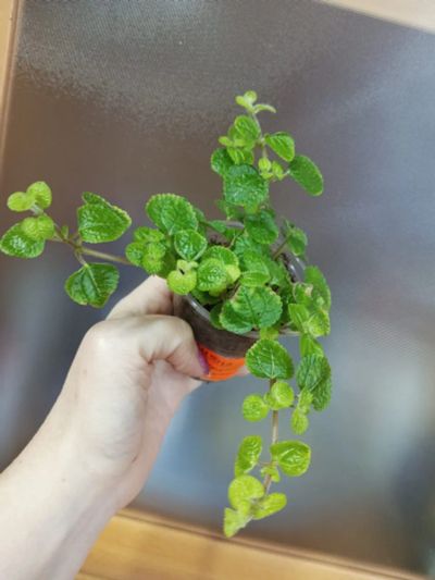 Лот: 17912203. Фото: 1. Пилея монетолистная (Pilea nummulariifolia... Горшечные растения и комнатные цветы