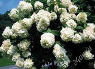 Лот: 2603539. Фото: 1. Гортензия Грандифлора метельчатая. Декоративные кустарники и деревья