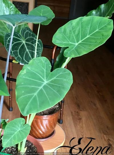 Лот: 9637289. Фото: 1. Алоказия (Colocasia gigantea). Горшечные растения и комнатные цветы