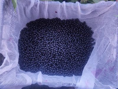 Лот: 20670364. Фото: 1. Черемуха свежая. Ягоды, орехи