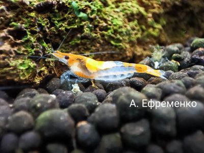 Лот: 19603775. Фото: 1. Креветки Оранжевые рили. Моллюски, ракообразные, кораллы