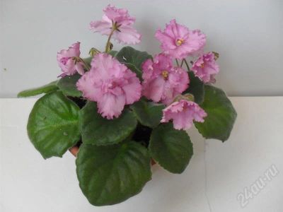 Лот: 398703. Фото: 1. листики фиалок. Горшечные растения и комнатные цветы