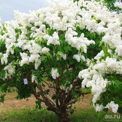 Лот: 13878912. Фото: 1. Сирень Амурская. Декоративные кустарники и деревья