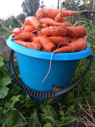 Лот: 20855659. Фото: 1. МОРКовь НАНТСкая вкусная, сладкая... Домашние заготовки