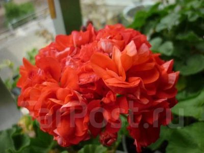 Лот: 15694224. Фото: 1. Пеларгония Highfields Ballerina. Горшечные растения и комнатные цветы