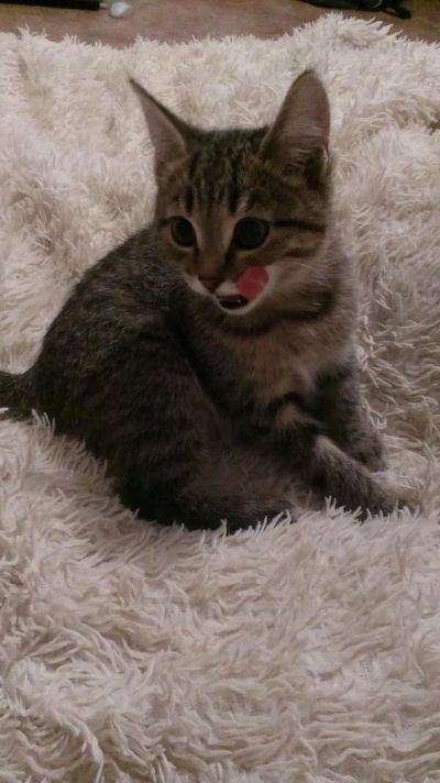 Лот: 10105511. Фото: 1. Ангорская девочка. Кошки, котята