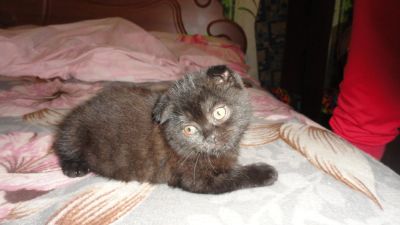 Лот: 7814115. Фото: 1. шотландские котята. Кошки, котята