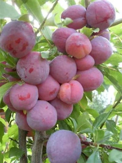 Лот: 2045444. Фото: 1. Слива вкусная, сочная,. Овощи, фрукты, зелень