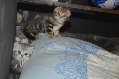 Лот: 11922414. Фото: 1. Кот шотландец. Кошки, котята