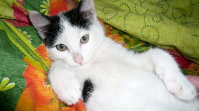 Лот: 3108294. Фото: 1. Красивый,добрый котик (найденыш... Кошки, котята