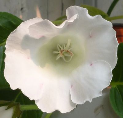 Лот: 3357883. Фото: 1. Глоксиния Белая с красным пятном... Горшечные растения и комнатные цветы