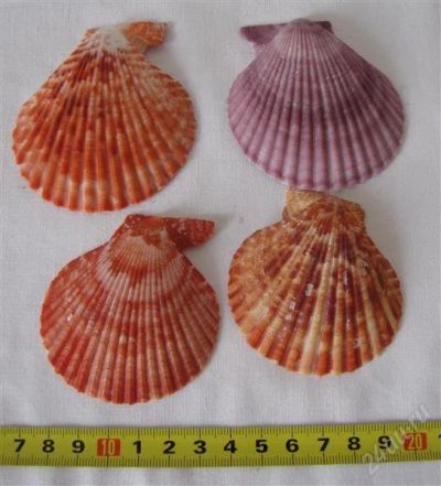 Лот: 1355846. Фото: 1. цветные ракушки / 4 шт. Серьги, каффы