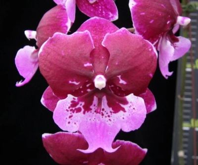 Лот: 11801333. Фото: 1. Продам орхидею Phal.биглип Hot... Горшечные растения и комнатные цветы