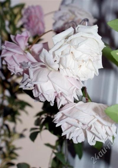 Лот: 1831601. Фото: 1. Роза. Горшечные растения и комнатные цветы