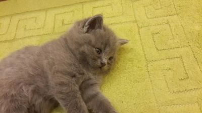 Лот: 3571102. Фото: 1. Чудесный британец голубого окраса... Кошки, котята