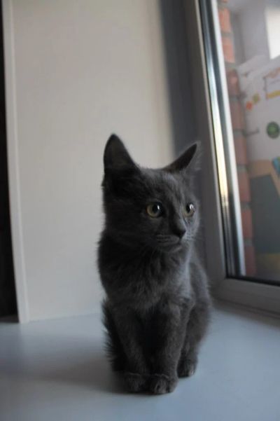 Лот: 3934693. Фото: 1. Дымчатый котенок мальчик. Кошки, котята