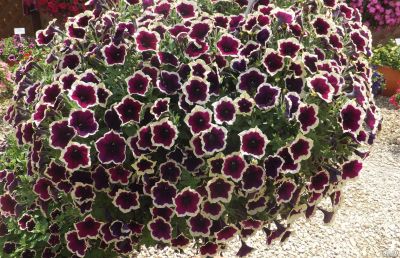 Лот: 17301939. Фото: 1. Петуния Cascadias Rim Magenta. Садовые цветы