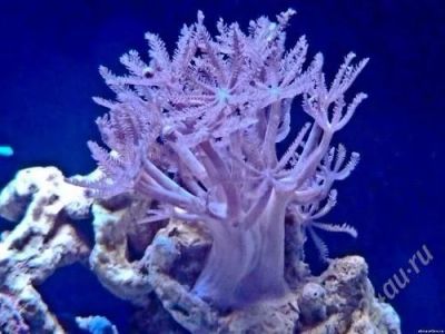 Лот: 2450466. Фото: 1. Ксения пульсирующая (морской аквариум... Моллюски, ракообразные, кораллы