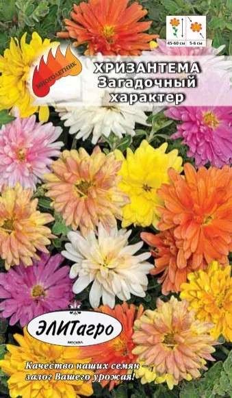 Лот: 11025574. Фото: 1. Хризантема Загадочный характер... Садовые цветы