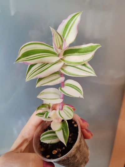 Лот: 19216652. Фото: 1. Каллизия Callisia congesta variegata. Горшечные растения и комнатные цветы