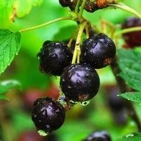 Лот: 7457110. Фото: 1. Черная Смородина. Ягоды, орехи