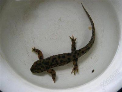Лот: 1032753. Фото: 1. Тритон аквариумный. Разное