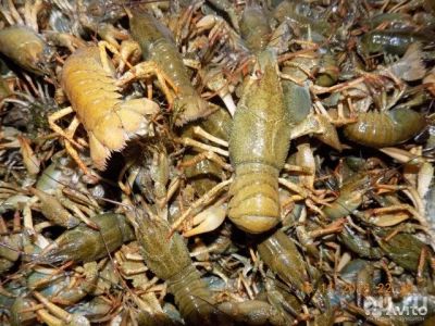 Лот: 7864703. Фото: 1. Раки. Икра, рыба, морепродукты