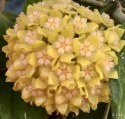 Лот: 18267648. Фото: 1. Хойя_Hoya Surissa MB 1280. Горшечные растения и комнатные цветы
