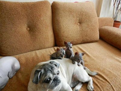 Лот: 1458248. Фото: 1. котята донского сфинкса. Кошки, котята
