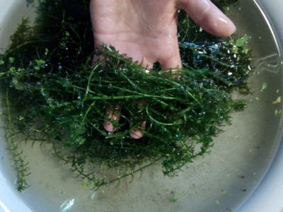 Лот: 11965265. Фото: 1. Элодея, водное неприхотливое растение... Водные растения