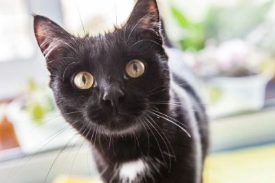 Лот: 5978078. Фото: 1. Кошечка воспитанная и милая ищет... Кошки, котята