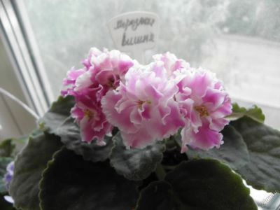 Лот: 5802946. Фото: 1. Сортовая фиалка "Морозная вишня... Горшечные растения и комнатные цветы