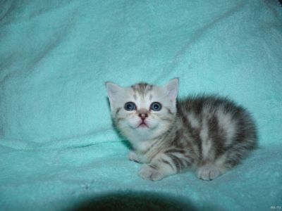 Лот: 12772265. Фото: 1. Котята шотландские. Кошки, котята