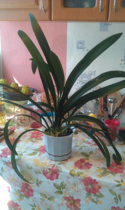 Лот: 5584871. Фото: 1. Кливия (Clivia) большущая 2-в-1... Горшечные растения и комнатные цветы