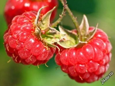 Лот: 5891597. Фото: 1. малина (цена за 3 литра+бесплатная... Ягоды, орехи