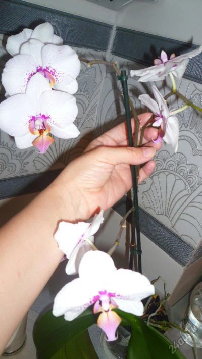 Лот: 5413570. Фото: 1. Орхидея фаленопсис Н29.(цветет... Горшечные растения и комнатные цветы