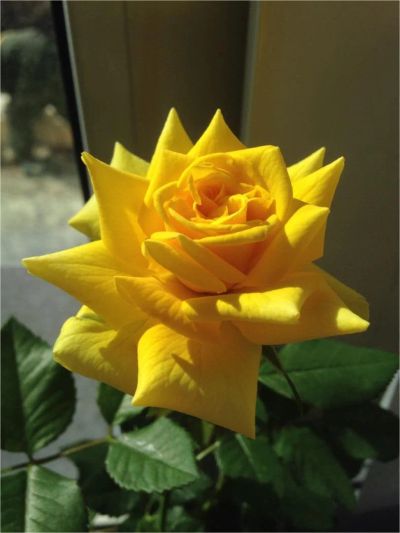Лот: 9448318. Фото: 1. Роза комнатная, желтая, домашняя... Горшечные растения и комнатные цветы