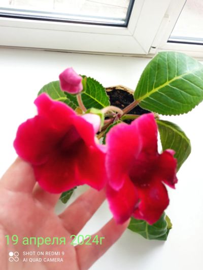 Лот: 21982197. Фото: 1. Глоксиния лист. красная. Горшечные растения и комнатные цветы
