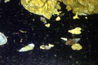 Лот: 3911958. Фото: 1. Грунтовая улитка мелания. Моллюски, ракообразные, кораллы