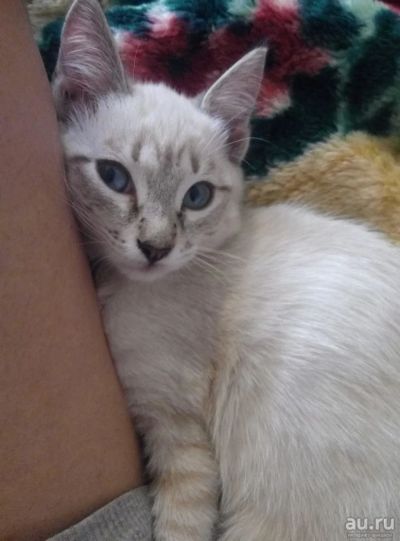 Лот: 8285410. Фото: 1. лучший котенок девочка. Кошки, котята