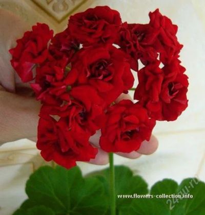 Лот: 573111. Фото: 1. Герань Розебуд красная - цветет... Горшечные растения и комнатные цветы